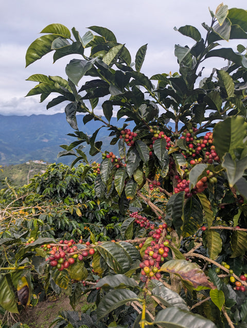 Peru Finca Artemira - Family Lot