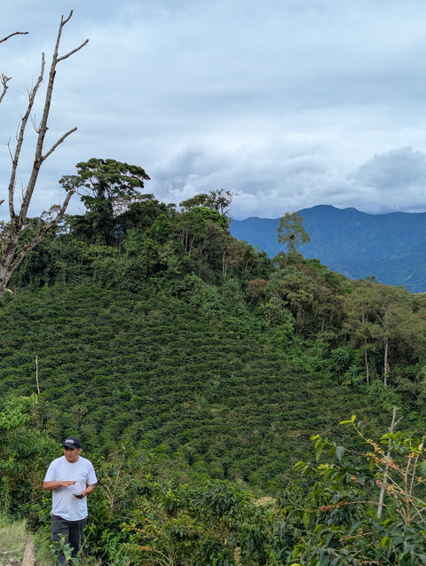 Peru Finca Artemira - Family Lot