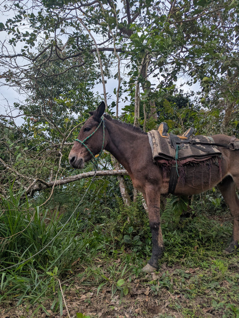 Peru Finca Artemira - Family Lot