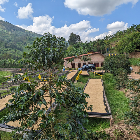 Rwanda Kinini - Natural