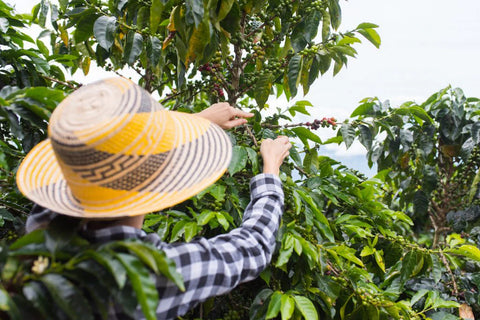 Colombia El Eden | Ground or Beans | Bean Coffee | Coffee Subscription Online